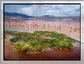 Boliwia, Ptaki, Jezioro, Góry, Andy, Laguna Colorada, Flamingi