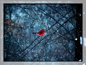 Ptaszek , Śnieg, Czerwony, Gałęzie