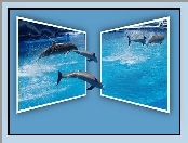 Delfiny, Ramki, 4D, Woda