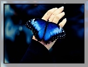 Motyl, Ręka, Niebieski