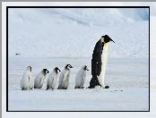 Rodzina, Śnieg, Pingwiny, Zima