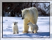 Polarnych, Rodzina, Niedźwiedzi
