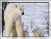 Polarnych, Rodzinka, Niedźwiedzi