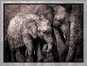 Słoniątko, Rodzinka, Słonie