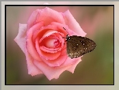 Róża, Motyl Euploea core, Kwiat, Różowa