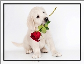 Róża, Słodki, Szczeniak, Pies, Biały