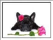 Róże, Pies, Buldog francuski