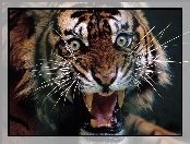 Rozwścieczony, Tygrys