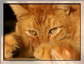 Rudy, Kot Kot brytyjski krótkowłosy