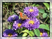 Rusałka pawik, Astry, Motyl, Kwiaty