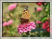 Rusałka osetnik, Cynia, Motyl, Kwiat