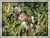Monarch, Kwiaty, Motyl, Polne