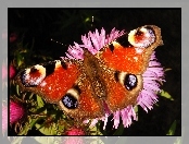 Motyl, Rusałka pawik