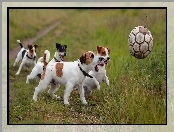Jack Russell Terrier, Łąka, Zabawa, Psy, Piłką