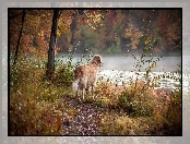 Golden Retriever, Jesień, Rzeka, Pies, Las