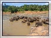 Rzeka, Sri Lanka, Słonie, Kąpiel