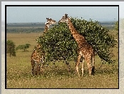 Sawanna, Tanzania, Żyrafy, Park Narodowy Serengeti