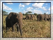 Serengeti, Chmurki, Sucha, Słonie, Trawa