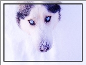 Siberian Husky, Śnieg, Pies, Zima