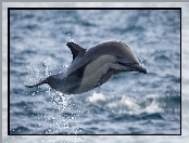 Skaczący, Delfin