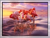 Wschód Słońca, Flamingi, Morze