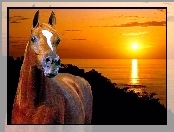 Słońca, Zachód, Koń, Piękny, Morze