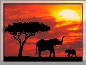 słońca, zachód, słoniątko, słonie, drzewo