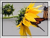 Słonecznik, Motyle