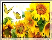 Słoneczniki, Motyle