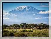 Słonie, Góry, Tanzania, Kilimandżaro, Afryka