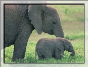 słonie, słoniątko