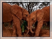 Słonie, Trąby