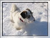 śnieg, obroża, Sealyham Terrier, czerwona