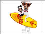 Deska surfingowa, Telefon, Jack Russell terrier, Okulary