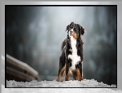 Sylwetka, Berneński pies pasterski, Śnieg