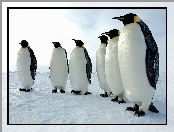 Śnieg, Sześć, Pingwinów
