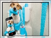 Selfie, Telefon, Jack russell terrier, Pies, Papier toaletowy