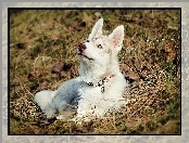 Trawa, Siberian Husky, Obroża