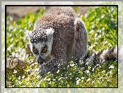 Trawa, Lemur, Kwiaty