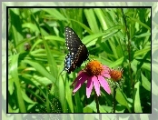 Motylek, Trawa, Kwiat