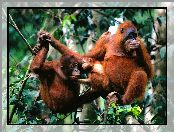 Gałęzie, Trzy, Orangutany