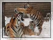 Śnieg, Trzy, Tygrysy