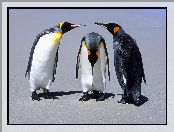 Trzy, Pingwiny