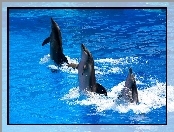 Trzy, Delfiny, Woda, Tańczące