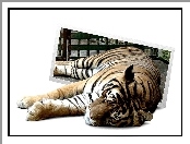 4D, Tygrys, Odpoczynek
