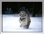 Bieg, Tygrys, Śnieg