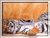 Grafika, Tygrys, Odpoczynek