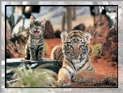 Kotek, Tygrys, Mały