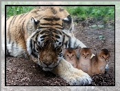 Kotki, Tygrys, Trzy