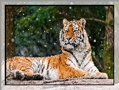 Śniegu, Tygrys, Płatki